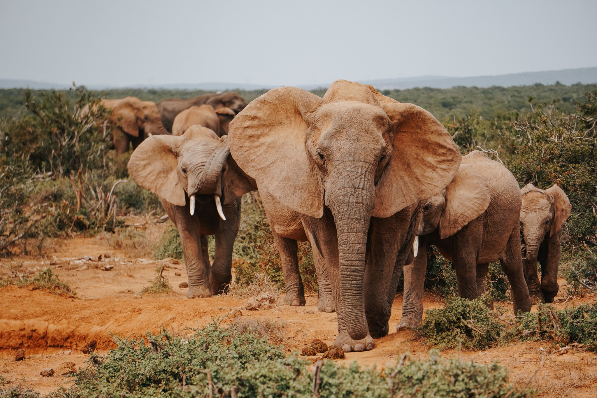A herd of African elephants walking through dry bushveld in South Africa.